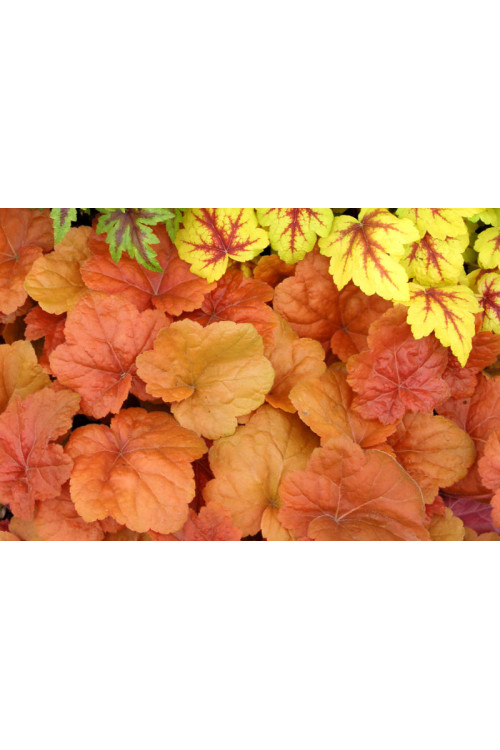 Żurawka 'Southern Comfort' | Heuchera