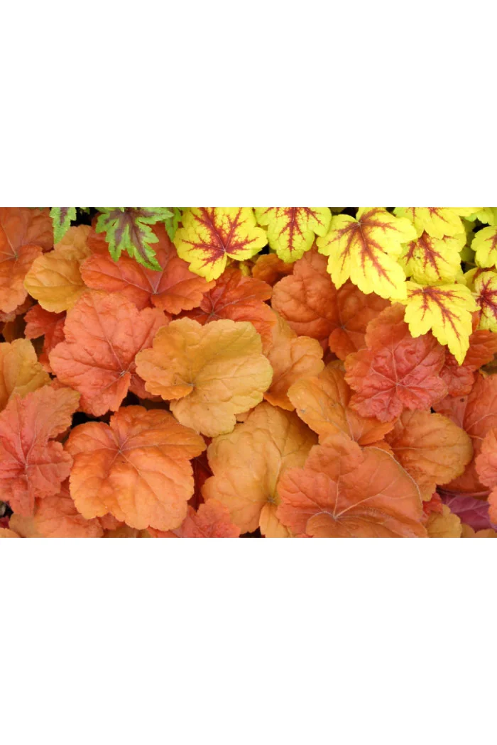 Żurawka 'Southern Comfort' | Heuchera