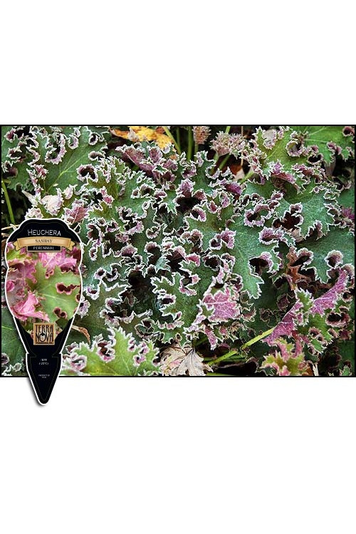 Żurawka 'Sashay' Heuchera