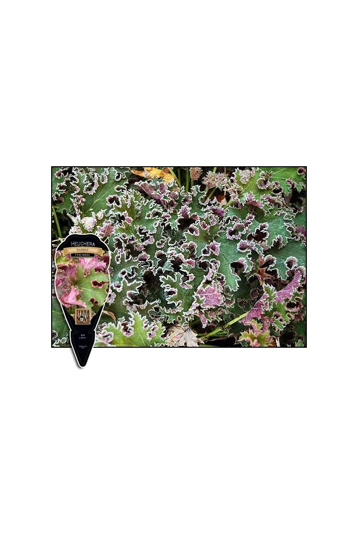 Żurawka 'Sashay' Heuchera