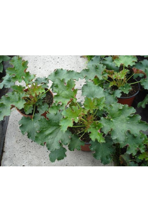 Żurawka 'Sashay' Heuchera