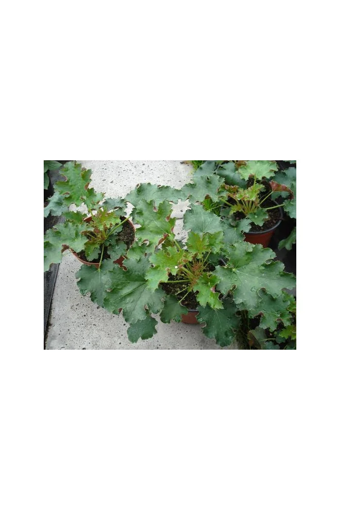 Żurawka 'Sashay' Heuchera