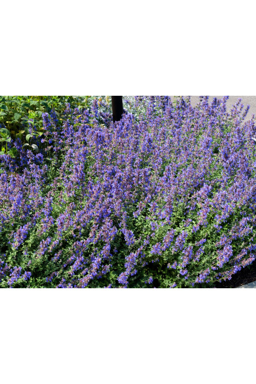 Kocimiętka Faassena 'Walker's Low' | Nepeta faassenii