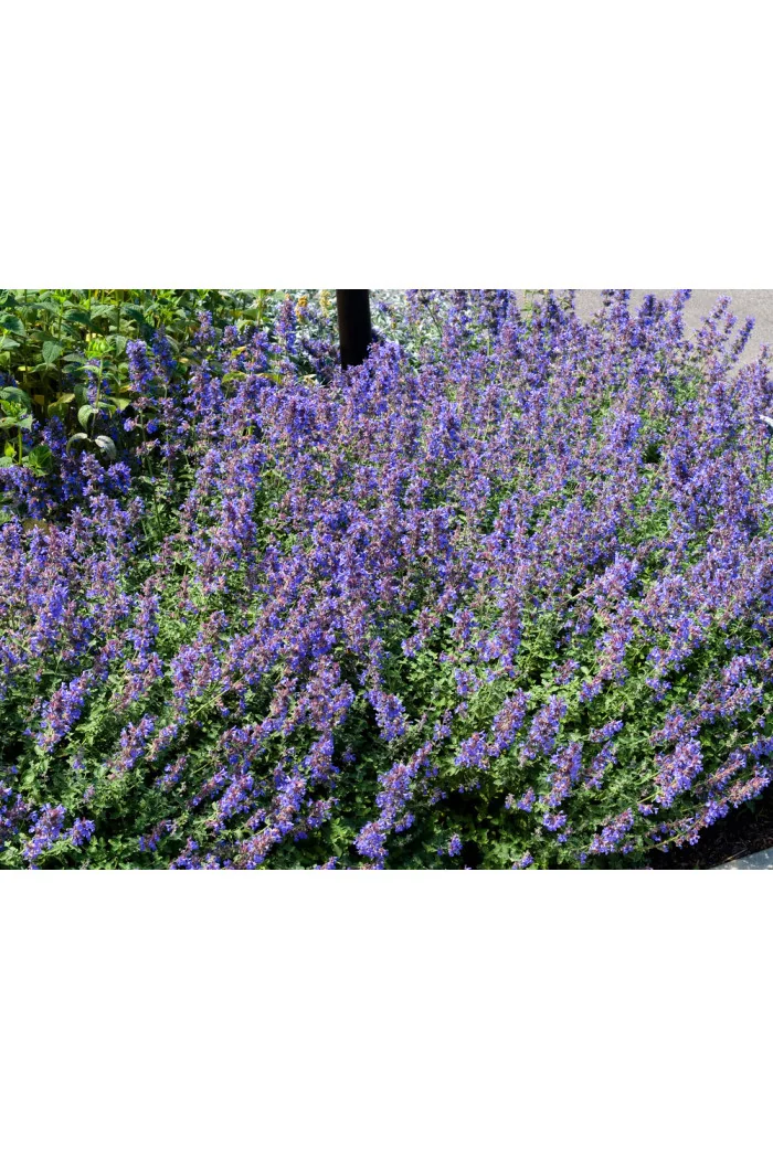 Kocimiętka Faassena 'Walker's Low' | Nepeta faassenii