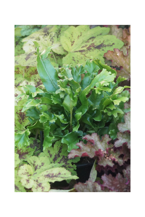 Języcznik zwyczajny 'Cristatum' | Phyllitis scolopendrium