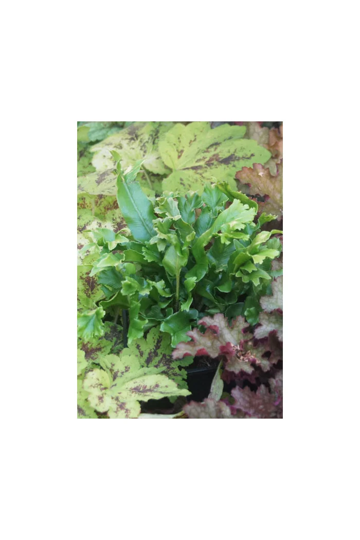 Języcznik zwyczajny 'Cristatum' | Phyllitis scolopendrium