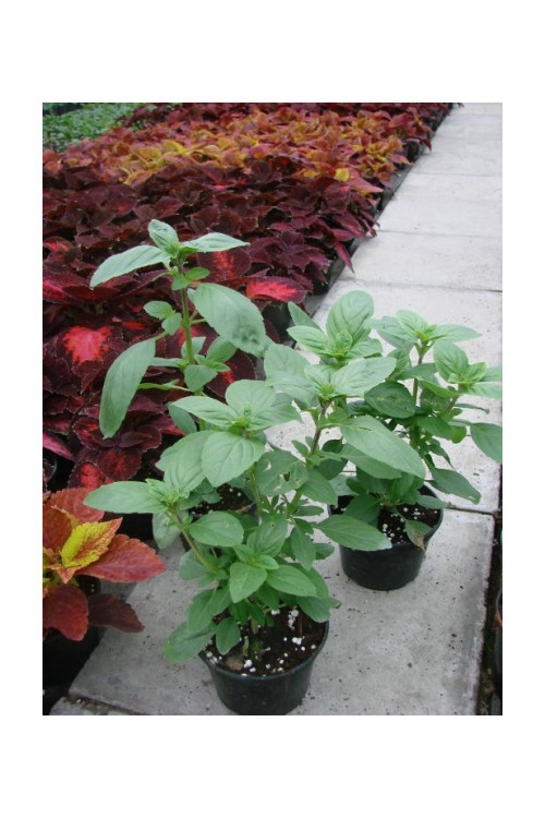 Bazylia 'Magic White' Ocimum basilicum