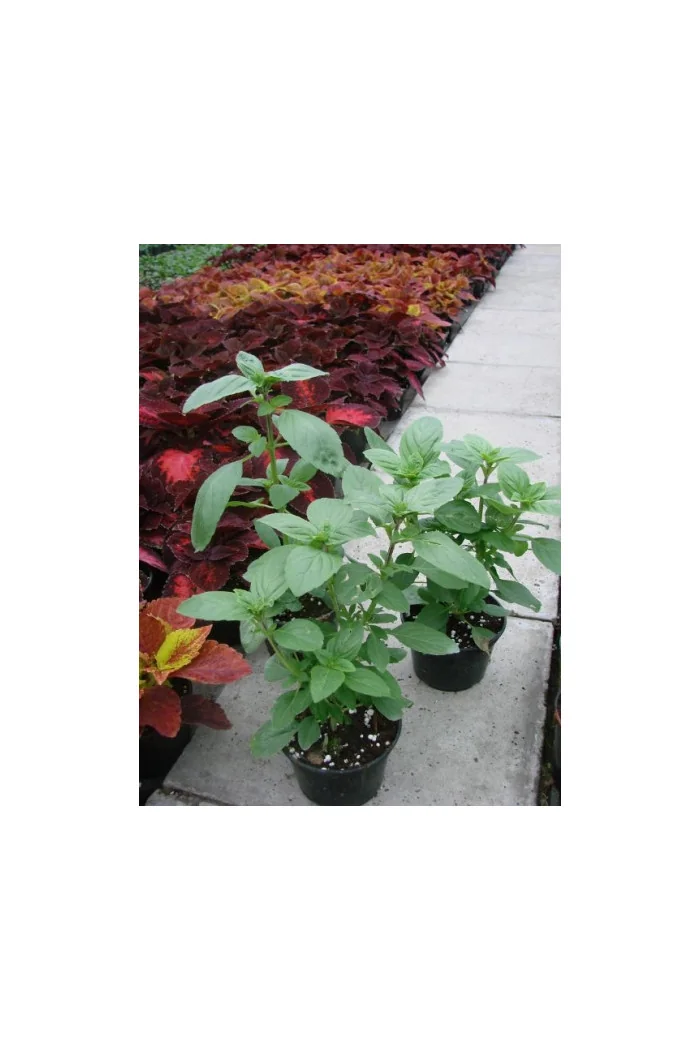 Bazylia 'Magic White' Ocimum basilicum