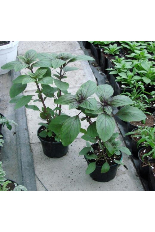 Bazylia 'Magic Mountain' Ocimum basilicum