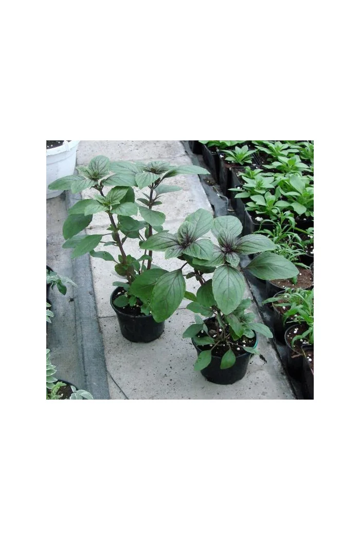 Bazylia 'Magic Mountain' Ocimum basilicum