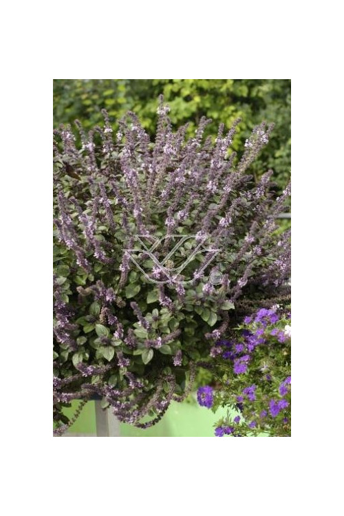 Bazylia 'Magic Mountain' Ocimum basilicum