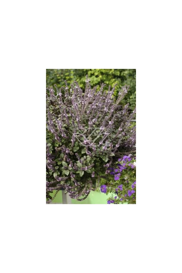 Bazylia 'Magic Mountain' Ocimum basilicum