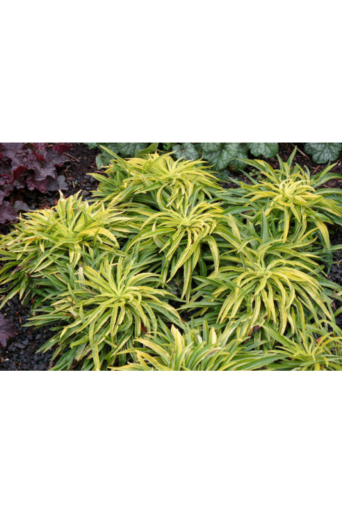 Dzwonek brzoskwiniolistny 'Blue-Eyed Blonde' Campanula persicifolia