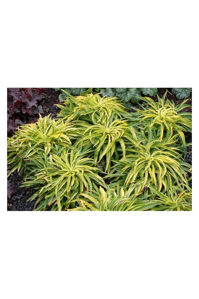 Dzwonek brzoskwiniolistny 'Blue-Eyed Blonde' Campanula persicifolia