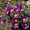 Sasanka niebieska Pulsatilla vulgaris