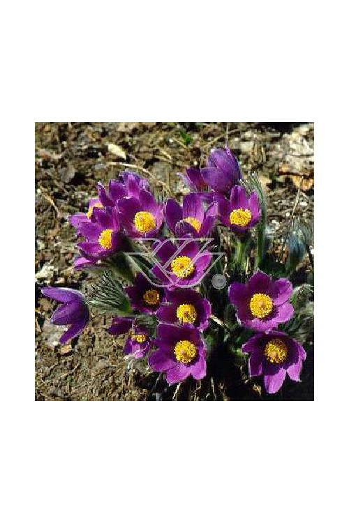 Sasanka niebieska Pulsatilla vulgaris