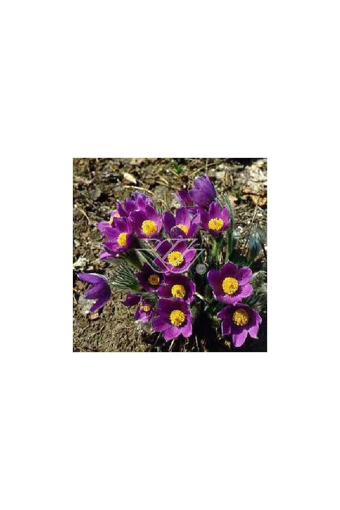 Sasanka niebieska Pulsatilla vulgaris