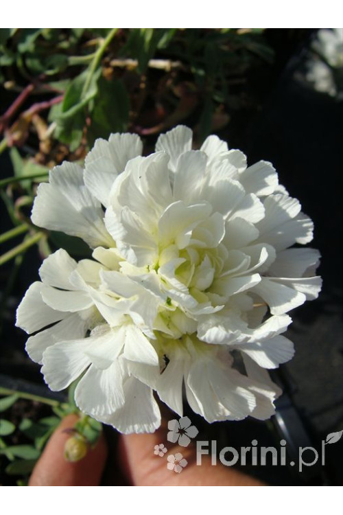 Lepnica nadmorska 'Flore Pleno' Silene uniflora