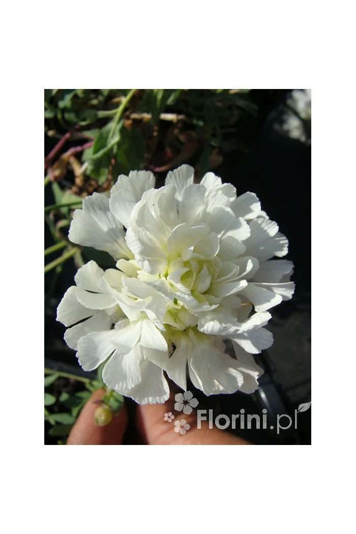 Lepnica nadmorska 'Flore Pleno' Silene uniflora