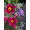 Sasanka 'Rote Glocke' Pulsatilla vulgaris