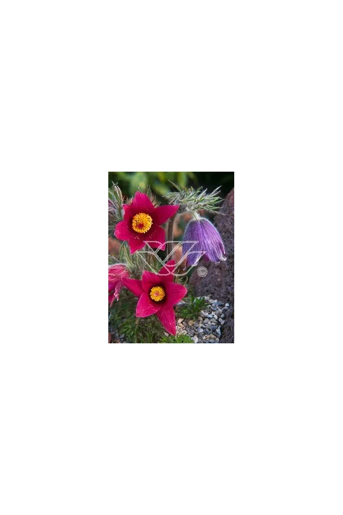 Sasanka 'Rote Glocke' Pulsatilla vulgaris
