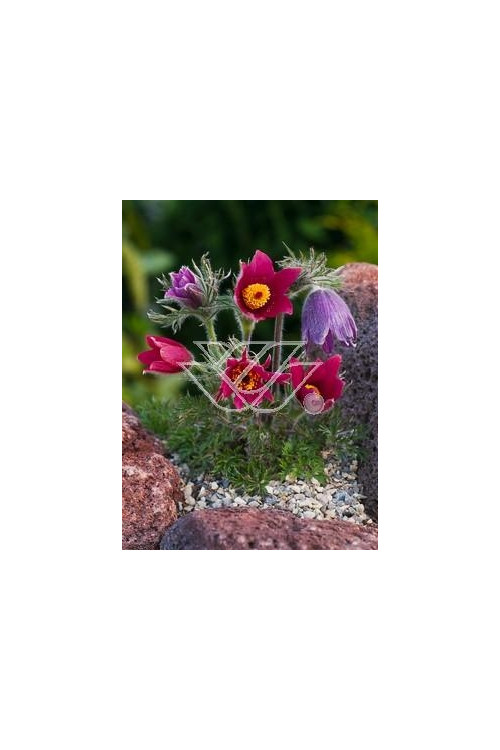 Sasanka 'Rote Glocke' Pulsatilla vulgaris
