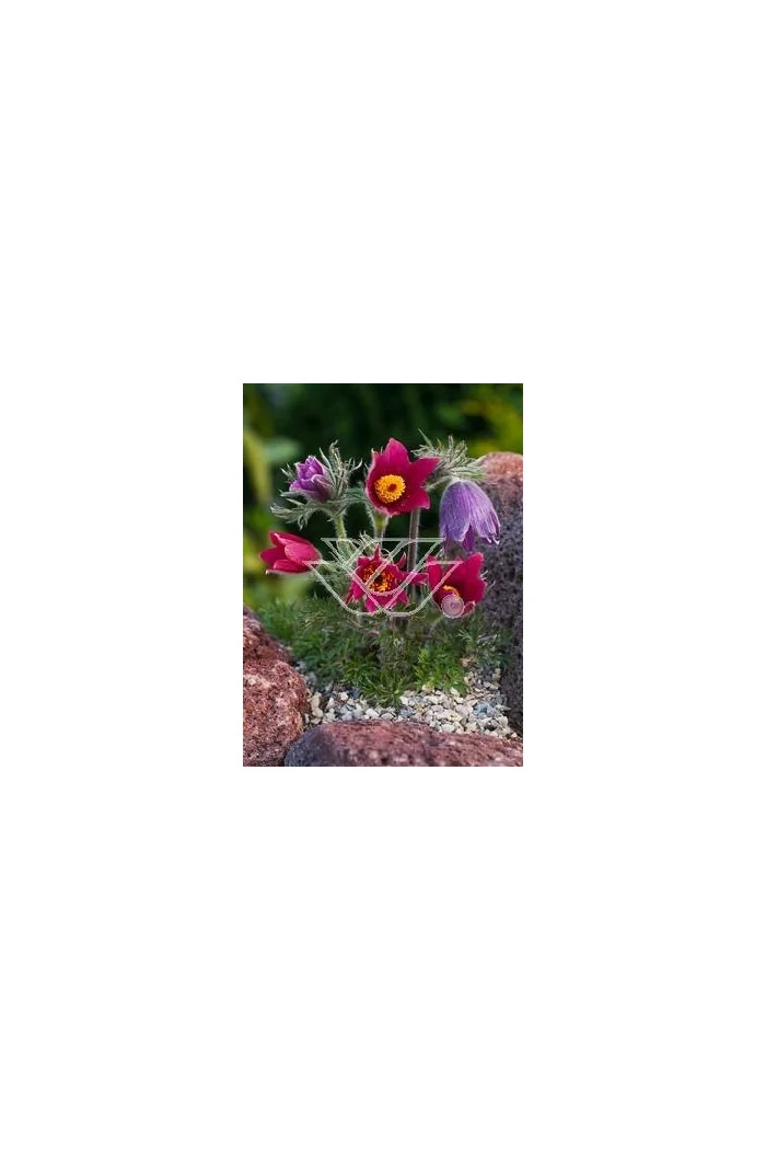 Sasanka 'Rote Glocke' Pulsatilla vulgaris