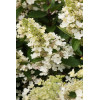 Hortensja bukietowa 'Magical Fire' | Hydrangea paniculata