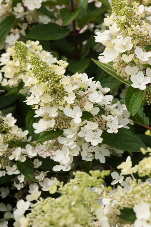Hortensja bukietowa 'Magical Fire' | Hydrangea paniculata