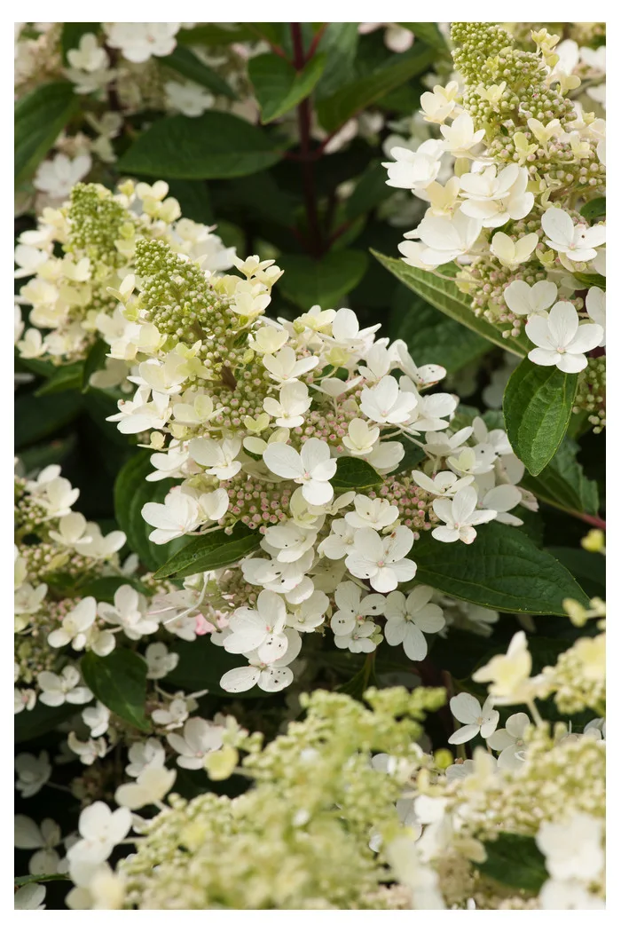Hortensja bukietowa 'Magical Fire' | Hydrangea paniculata