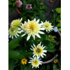 Jeżówka 'Buttercream' Echinacea