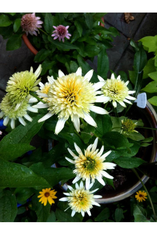 Jeżówka 'Buttercream' Echinacea