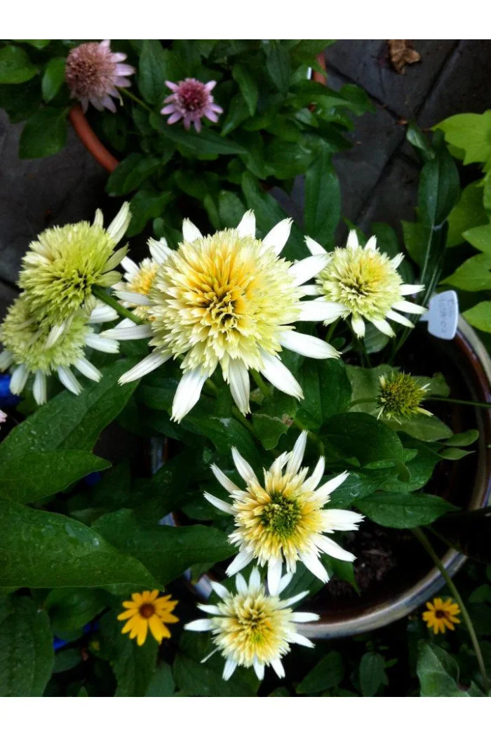 Jeżówka 'Buttercream' Echinacea