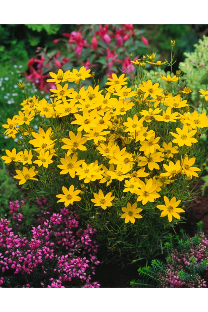 Nachyłek okółkowy 'Zagreb' | Coreopsis verticillata