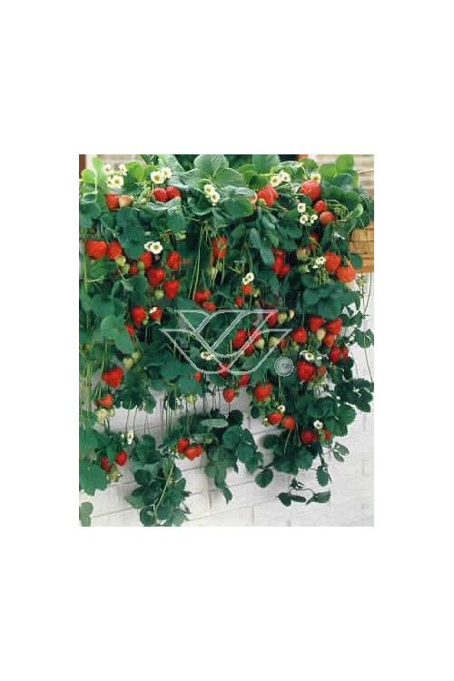 Truskawka pnąca, truskawka zwisająca, truskawka Elan