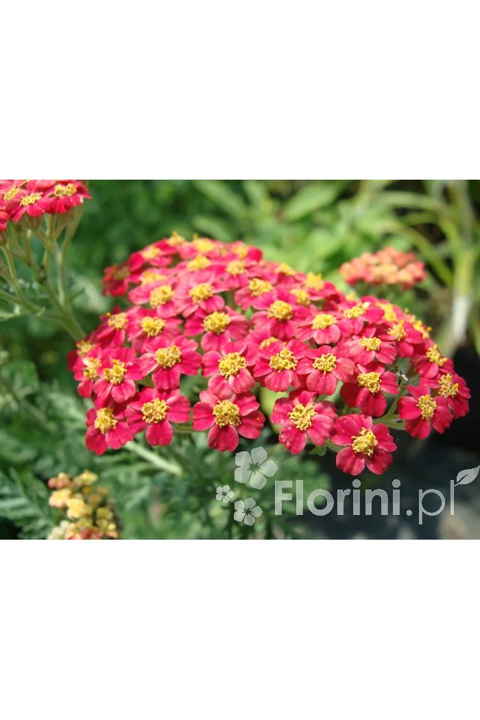 Krwawnik pospolity 'Paprika' | Achillea millefolia