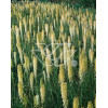 Trytoma groniasta 'Little Maid' Kniphofia uvaria