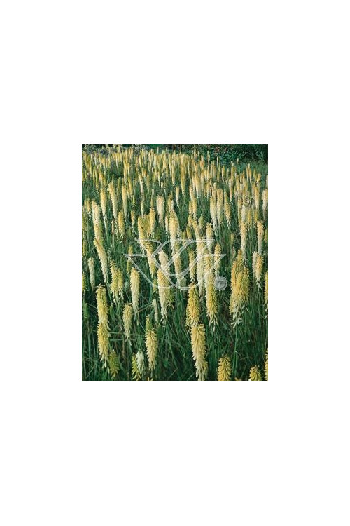 Trytoma groniasta 'Little Maid' Kniphofia uvaria