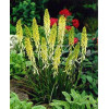 Trytoma groniasta 'Little Maid' Kniphofia uvaria