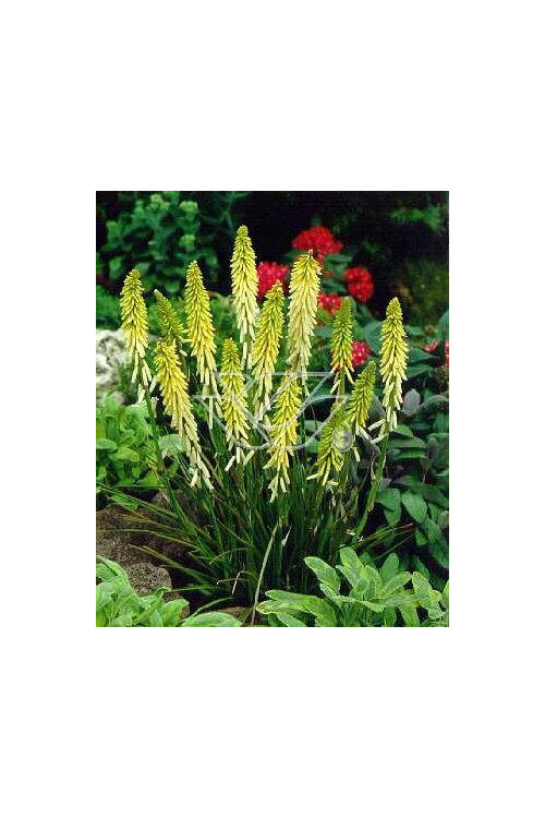 Trytoma groniasta 'Little Maid' Kniphofia uvaria