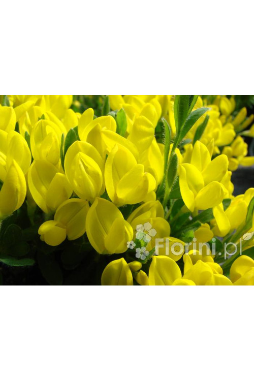 Szczodrzeniec płożący | Cytisus decumbens