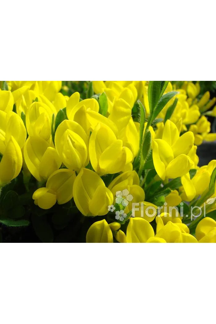 Szczodrzeniec płożący | Cytisus decumbens