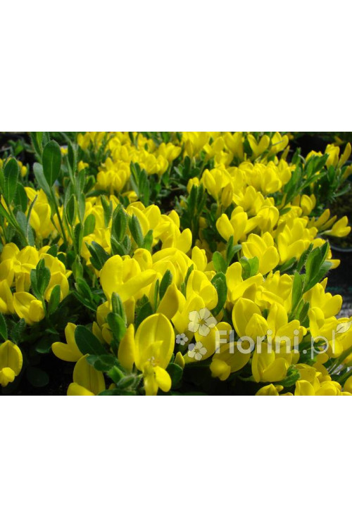 Szczodrzeniec płożący | Cytisus decumbens