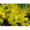 Szczodrzeniec płożący | Cytisus decumbens