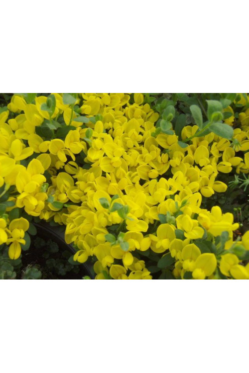 Szczodrzeniec płożący | Cytisus decumbens