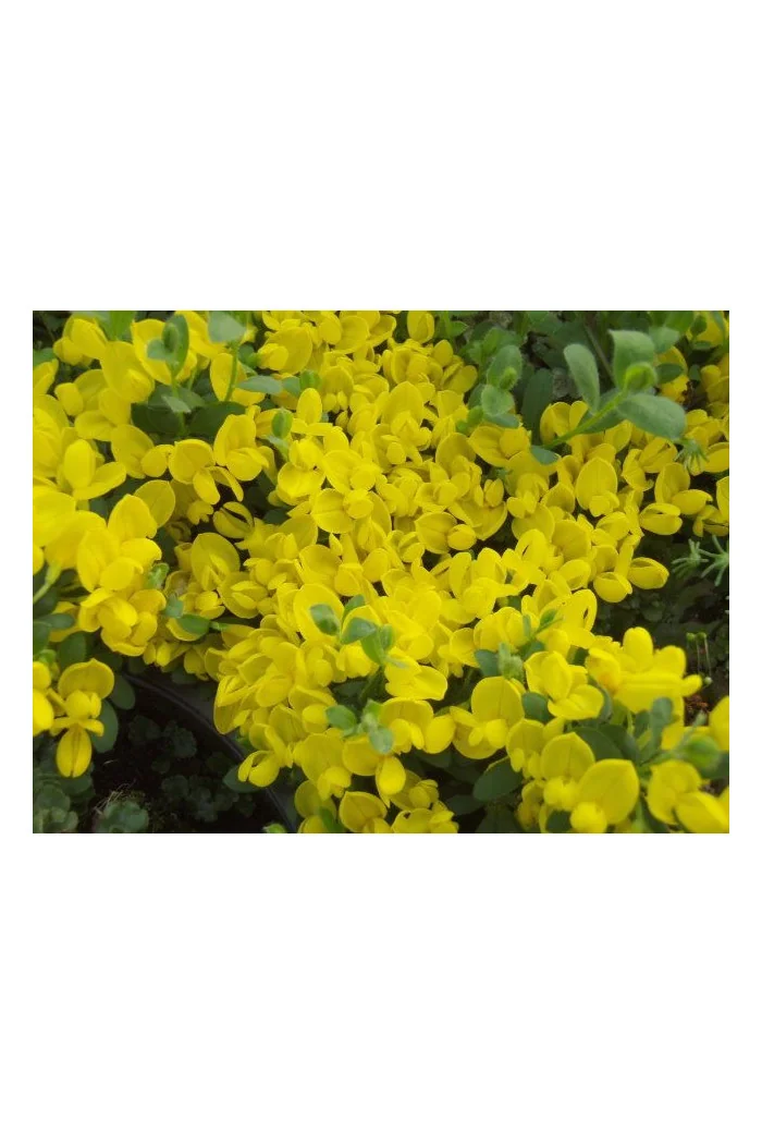 Szczodrzeniec płożący | Cytisus decumbens