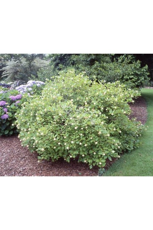 Guzikowiec zachodni Cephalanthus occidentalis