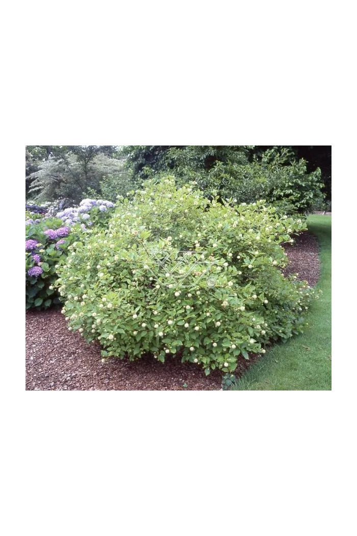 Guzikowiec zachodni Cephalanthus occidentalis