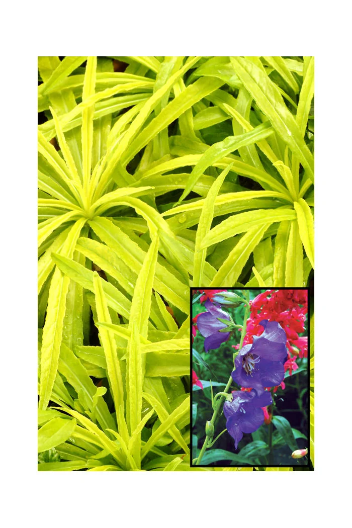 Dzwonek brzoskwiniolistny 'Blue-Eyed Blonde' Campanula persicifolia