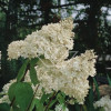 Hortensja bukietowa 'Grandiflora' | Hydrangea paniculata
